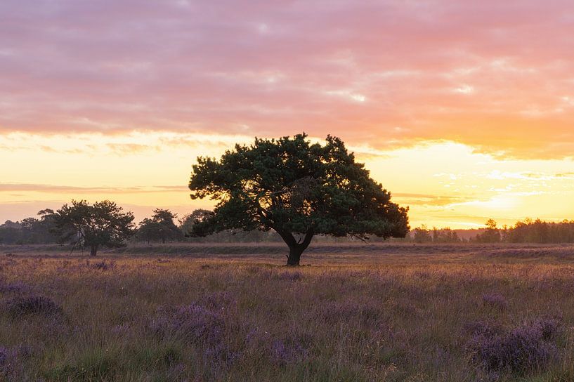 Mooiste boom van drenthe in het zonlicht tijdens zonsopkomst - Dwingelderveld (Nederland) van Marcel Kerdijk