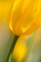 Gele tulp Yellow Tullip