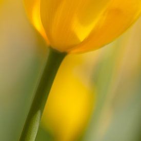 Gele tulp Yellow Tullip van Arjan Bijker