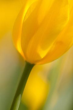 Gele tulp Yellow Tullip van Arjan Bijker