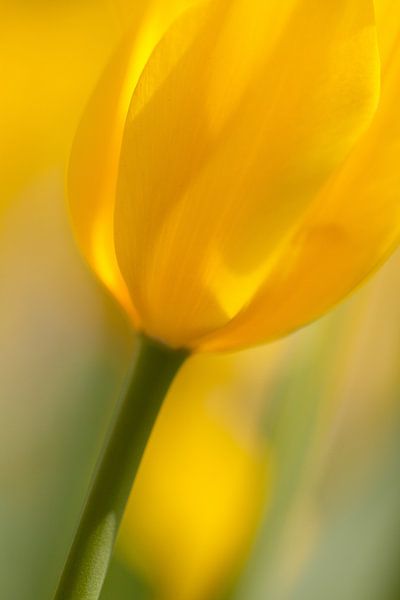 Gele tulp Yellow Tullip by Arjan Bijker