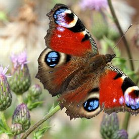 Peacock Butterfly sur Ger Bosma