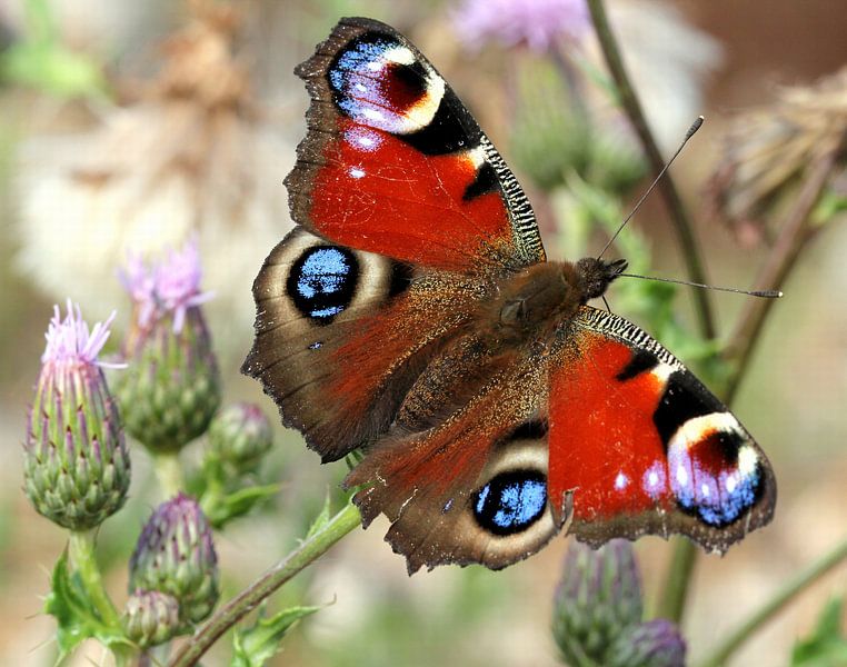 Peacock Butterfly by Ger Bosma