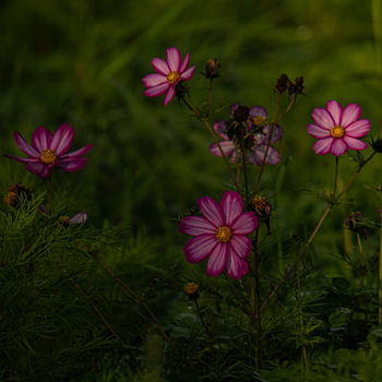 Cosmea