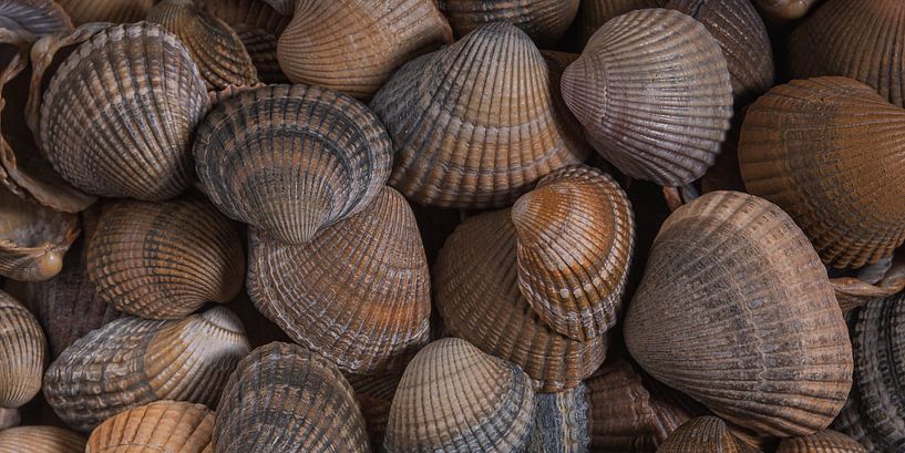 Un panorama de coquillages dans les tons de brun par Marjolijn van den Berg