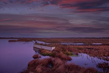 Sonnenaufgang an der Sandpiper-Wand in der Nähe der Twitter-Hütte in Wetering/Weerribben Overijssel von RedDog Photography