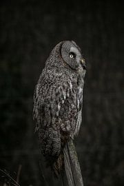 Lapland owl in sunset by Dorien Veenstra