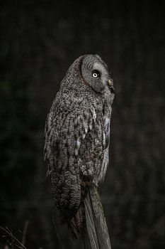 Lapland uil in zonsondergang