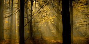 zicht op herfstkleuren in het bos van Lex Scholten