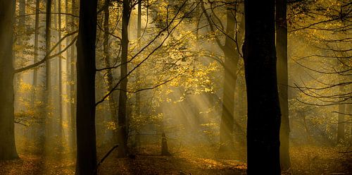 zicht op herfstkleuren in het bos