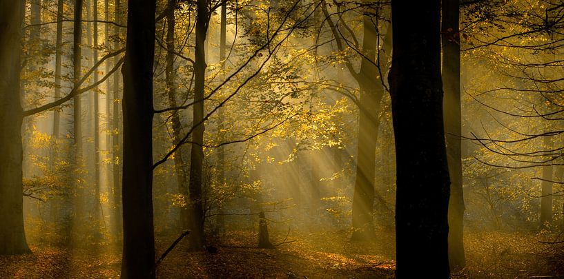 Blick auf die Herbstfarben im Wald von Lex Scholten