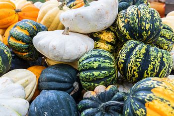 Kurbis Sorten Patisson, Sweet Dumpling, Accorn und Halloween