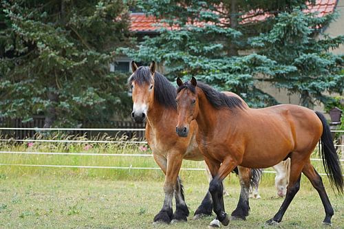 Trakehner Feldmeyer en Rijnlands Duitse Koudbloed Enzo