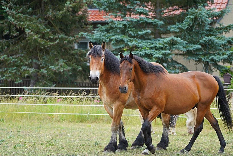 Trakehner Feldmeyer en Rijnlands Duitse Koudbloed Enzo van Babetts Bildergalerie