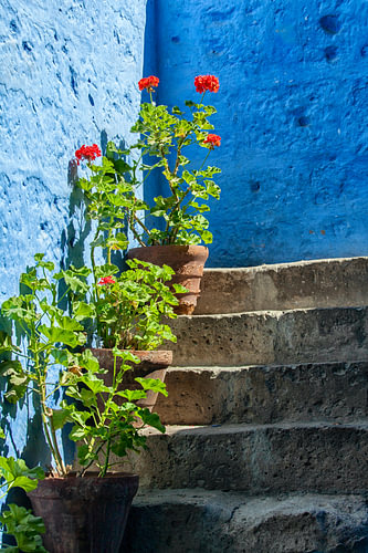 Red geranium plants in pots on a flight of stairs against a blue wall