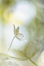 Wood anemone 2020 - 13