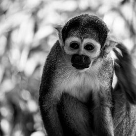 Painting monkey (squirrel monkey) by Jeffrey Hensen