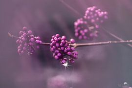 Herfstbesjes von Yvette Bauwens