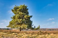 The tree