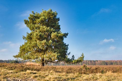 De boom
