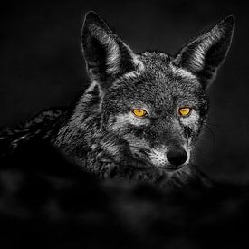 Porträt eines Schakals mit durchdringenden Augen von Chris Stenger