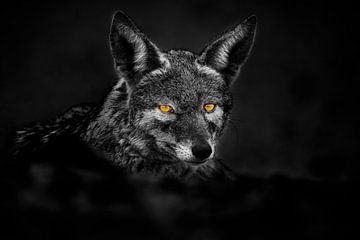 Porträt eines Schakals mit durchdringenden Augen von Chris Stenger