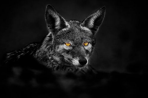 Portret van een Jakhals met indringende ogen