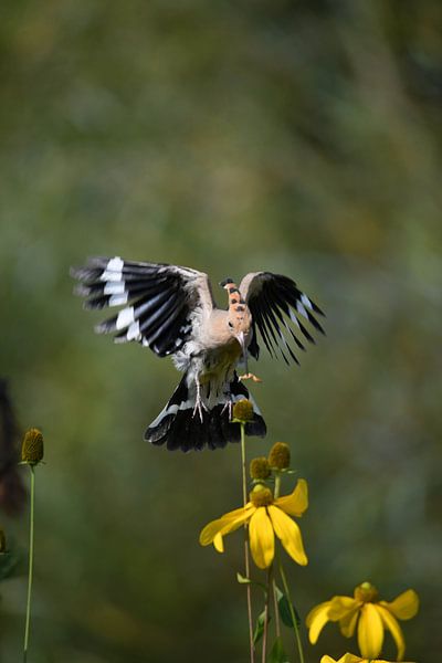 Tasty snack by Erik Ramaker den Ouden