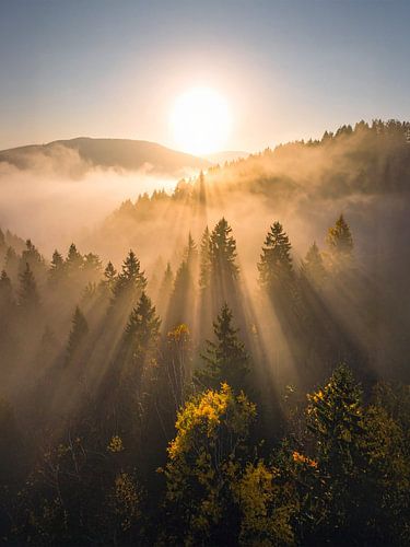Zonnestralen en nevel boven de herfstige bossen . Zonnestralen en nevel boven de herfstige bossen