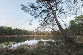 Dwingelderveld - Drenthe (Netherlands) by Marcel Kerdijk