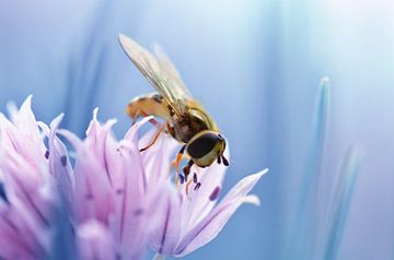 Hoverfly sur Violetta Honkisz