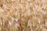 Grain field