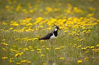 Kievit in Bloemenweide (liggend) van Thomas Thiemann thumbnail