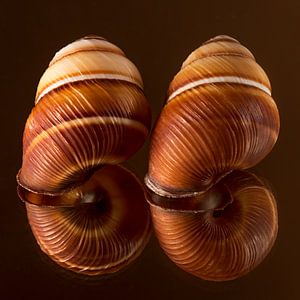 Wij zijn beide niet thuis: Twee lege huisjes