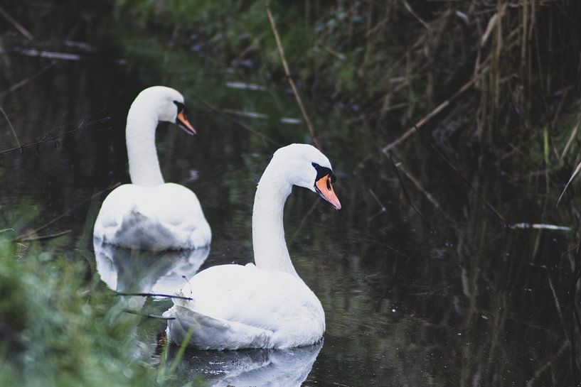 Swan couple by DutchRosephotography