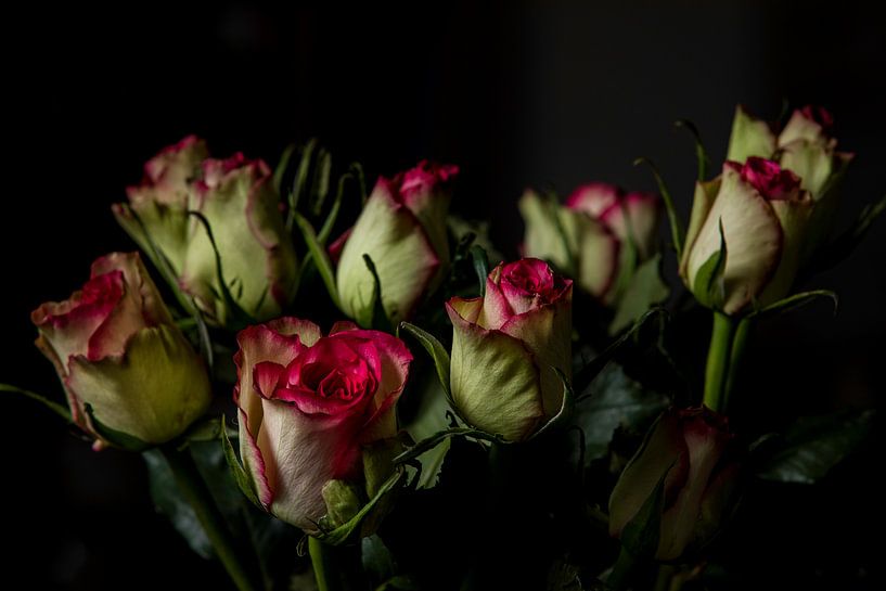 Roses by Yannick Roodheuvel