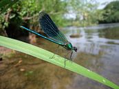 Beekjuffer boven rivier by Pieter Korstanje thumbnail