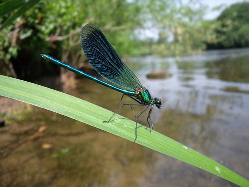Beekjuffer boven rivier