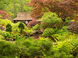 japanse tuin VI
