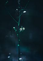 Fleur de rêve