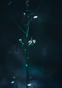 Mystische Blume von Anna Davis