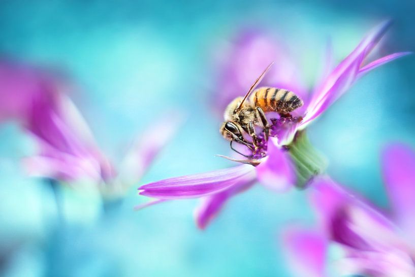 Honey bee  von Michelle Zwakhalen