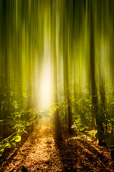 Abstrakter Wald