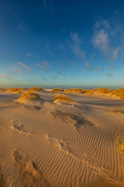 Dunes floodlight by Andy Luberti