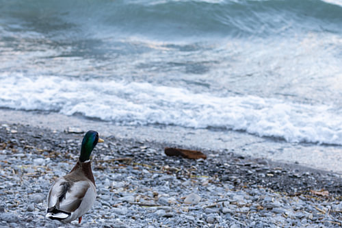 Ente an einem See