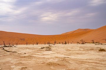 Deadvlei in der Namib-Wüste, Sossusvlei, Namibia von Patrick Groß