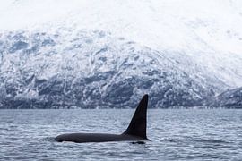 Male orca by Ann Cools