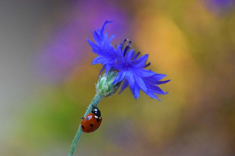 Flower climber by Nathalie Jongedijk