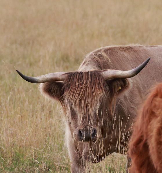 Scottish highlander by Henk Kip