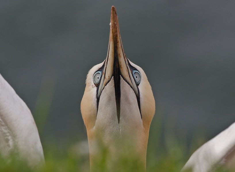 Ik zie je wel ! von Karin Tebes